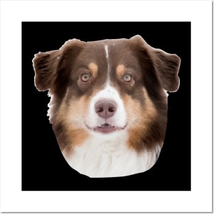 Australian Shepard red tri Posters and Art